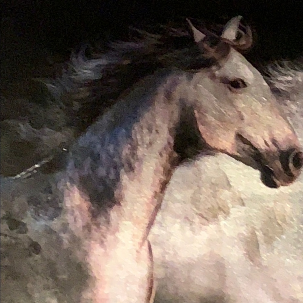 Meet your Posher, Igor